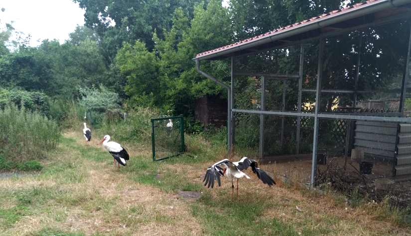 Störche im Storchenhof Loburg vor dem Käfig.