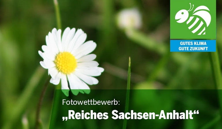Titelfoto Fotowettbewerb mit Gänseblümchen.