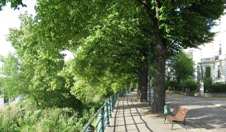 Fußweg Zollstraße an der Elbe mit Linden.