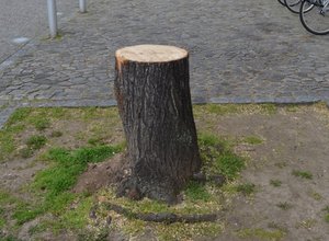 Baumscheibe vor dem Landtag mit Baumstumpf einer Linde.