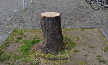 Baumscheibe vor dem Landtag mit Baumstumpf einer Linde.