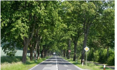 Screenshot Artikel Volksstimme 04.09.18 zu Straßenausbaubeiträgen mit Bild einer Allee.