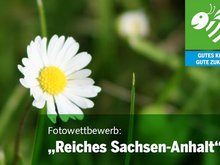 Titelfoto Fotowettbewerb mit Gänseblümchen.