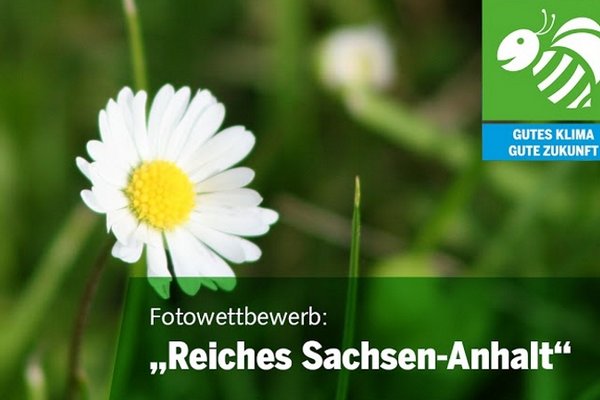 Titelfoto Fotowettbewerb mit Gänseblümchen.