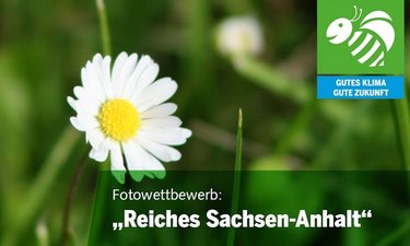 Titelfoto Fotowettbewerb mit Gänseblümchen.